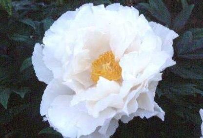 Paeonia suffruticosa 'Renkaku' — photo 1
