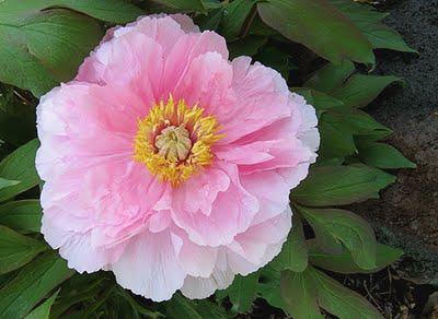 Paeonia suffruticosa 'Sahohime'