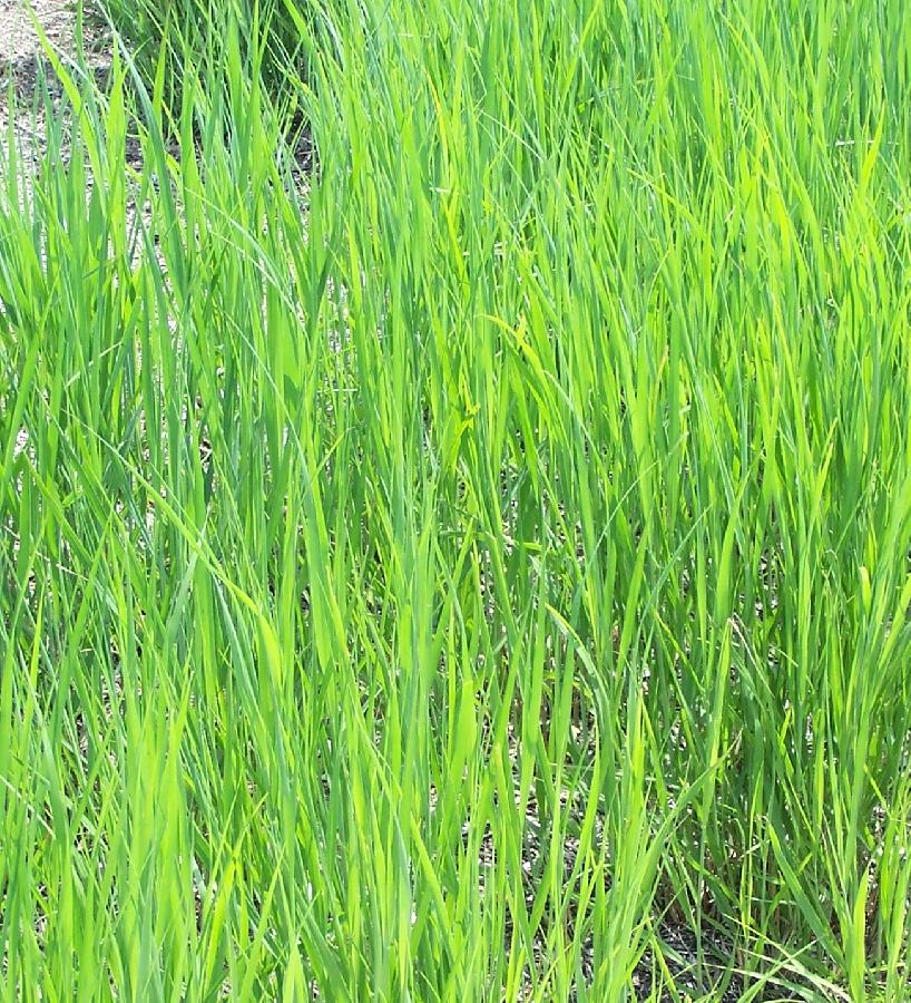 Panicum virgatum Heavy Metal