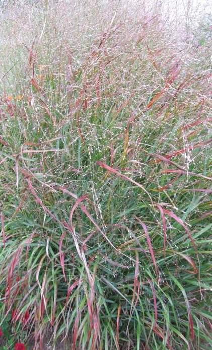 Panicum virgatum 'Rotstrahlbusch' — photo 1