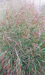 Panicum virgatum 'Rotstrahlbusch' — photo 1