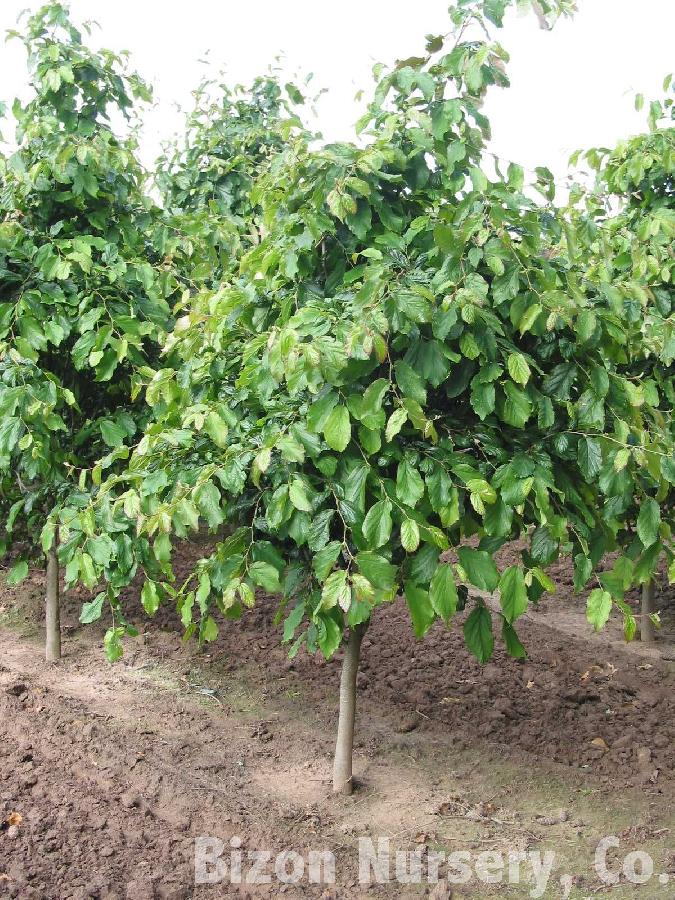 Parrotia persica 'Pendula'