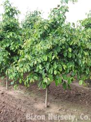 Parrotia persica 'Pendula' — photo 1