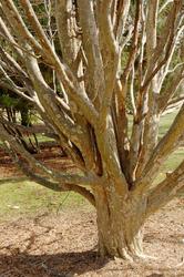 Parrotia persica Select — photo 1