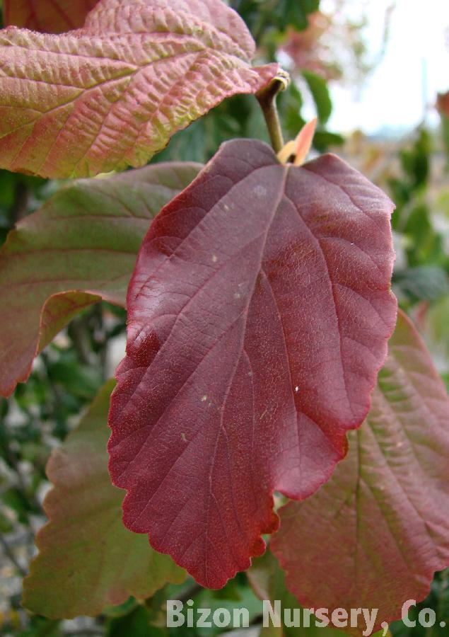 Parrotia persica 'Vanessa'