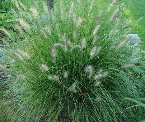 Pennisetum alopecuroides Moudry