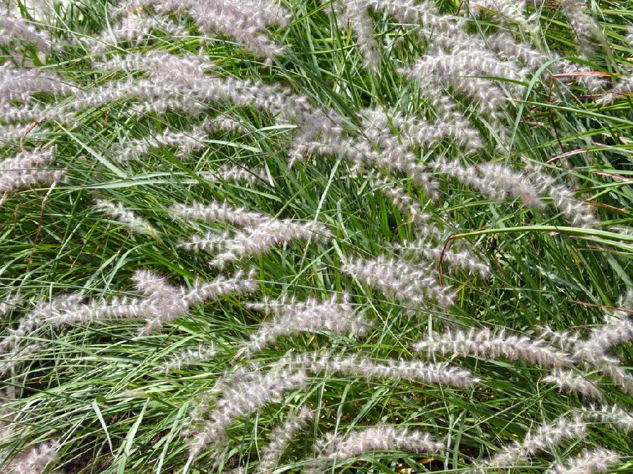 Pennisetum orientale