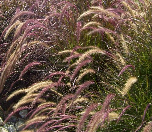 Pennisetum setaceum 'Rubrum'