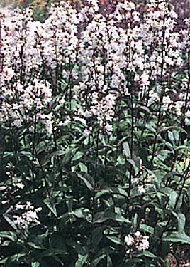 Penstemon digitalis 'Husker Red'