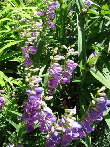 Penstemon Prairie Dusk — photo 1