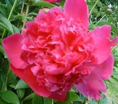 Peony 'Felix Crousse'