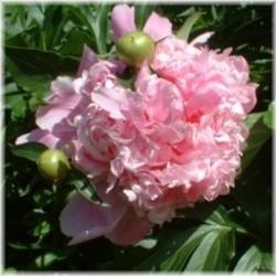 Paeonia lactiflora 'Monsieur Jules Elie'