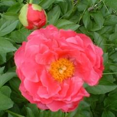 Peony 'Paula Fay' — photo 1
