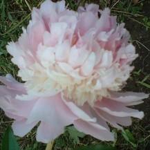Paeonia lactiflora 'Raspberry Sundae'