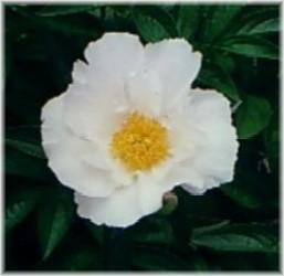 Paeonia lactiflora Krinkled White — photo 1