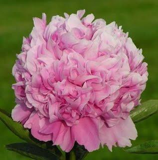 Peony Mr Ed