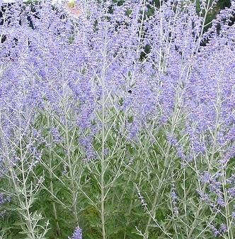 Perovskia Atriplicifolia