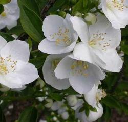 Philadelphus hybrid Snowbelle — photo 1
