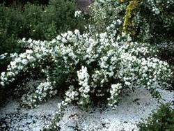 Philadelphus hybrid Snowbelle — photo 2