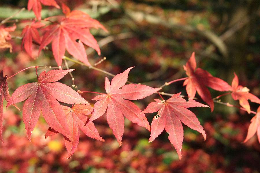 Acer palmatum 'Atropurpureum' — photo 1