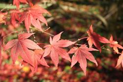 Acer palmatum 'Atropurpureum' — photo 1