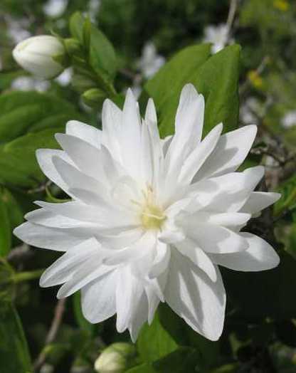 Philadelphus x virginalis 'Minnesota Snowflake'