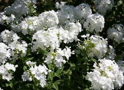 Phlox paniculata 'David' — photo 1