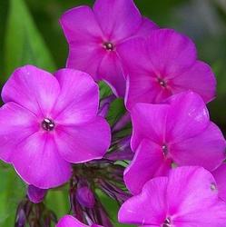 Phlox paniculata 'Nicky' — photo 1