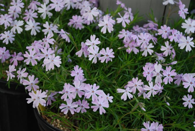 Phlox Subulata 'Emerald Blue'