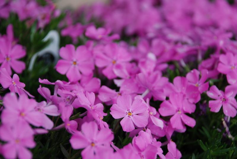 Phlox Subulata 'Emerald Pink'