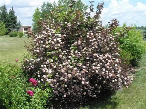 Physocarpus opulifolius 'Monlo'