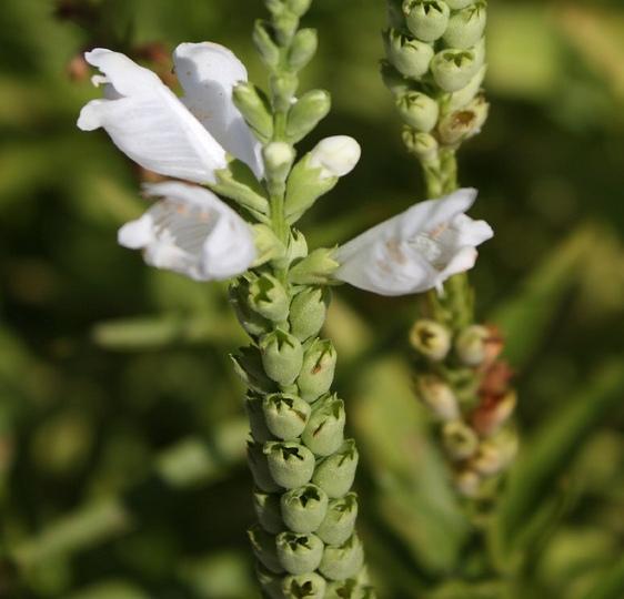 Physostegia virginiana Miss Manners