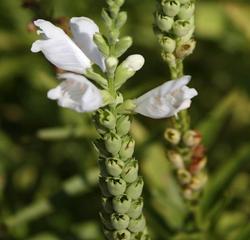 Physostegia virginiana Miss Manners — photo 1