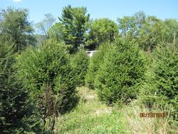 Picea abies 'Repens' — photo 1