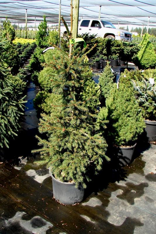 Picea abies Crusita
