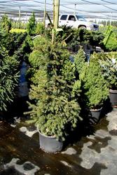 Picea abies Crusita — photo 1