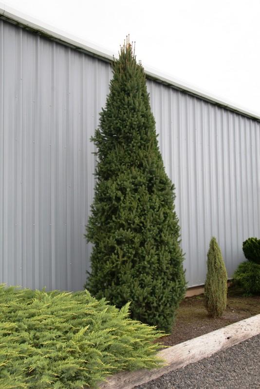 Picea abies 'Cupressina'