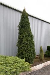 Picea abies 'Cupressina' — photo 1