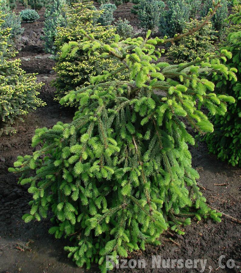 Picea abies Glauca Pendula