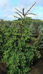 Picea abies Glauca Pendula — photo 2