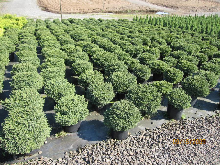 Picea abies 'Little Gem'
