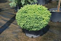 Picea abies 'Little Gem' — photo 2