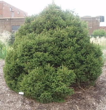 Picea abies 'Mucronata'