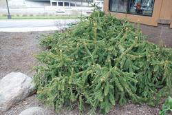 Picea abies 'Pendula' — photo 1