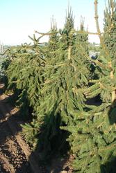 Picea abies 'Pendula' — photo 2