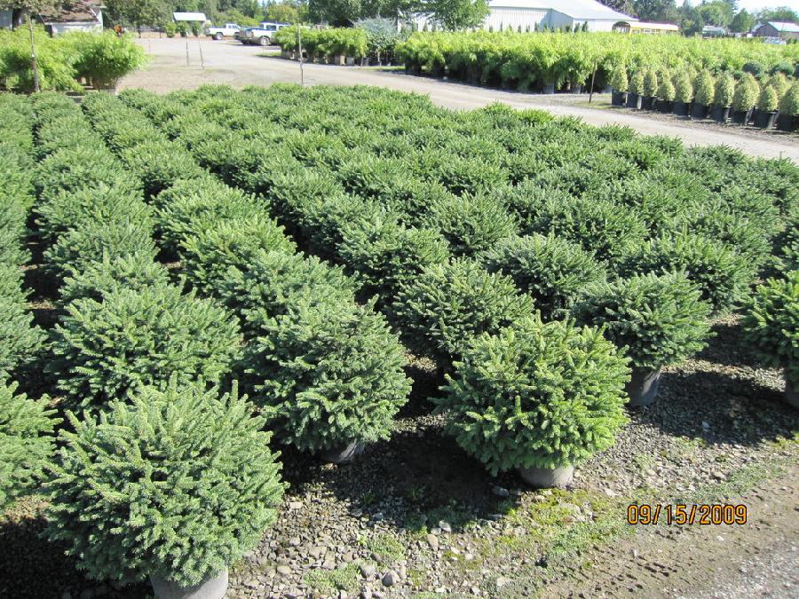 Picea abies 'Pumila'