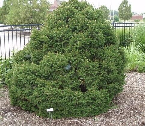 Picea abies Remontii