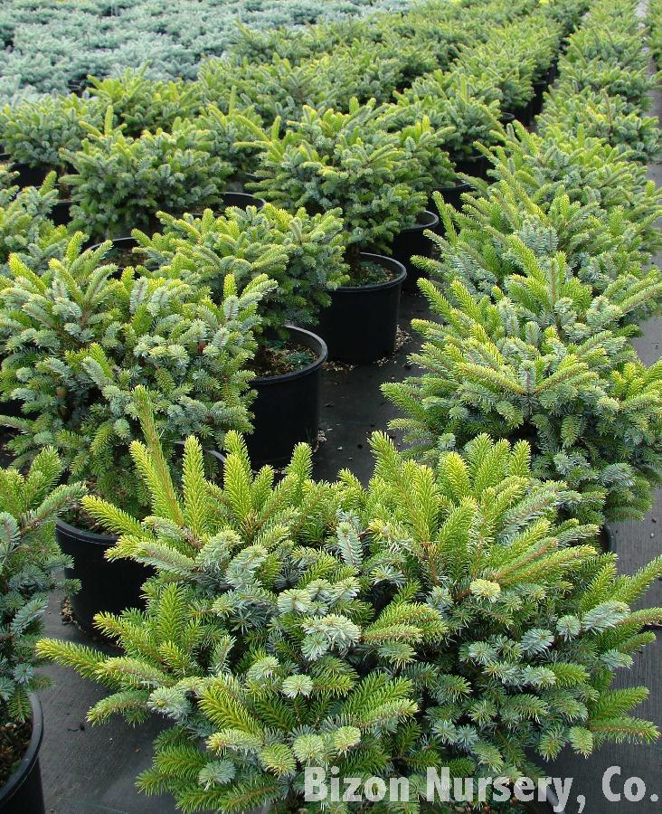 Picea bicolor Howells Dwarf Tigertail