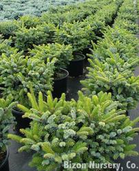 Picea bicolor Howells Dwarf Tigertail — photo 1