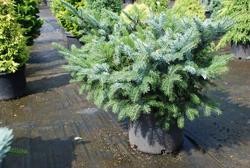 Picea bicolor Howells Dwarf Tigertail — photo 2